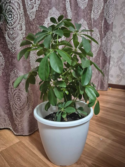 Комнатные растения