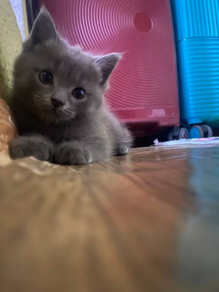 skotish stray+ Britanskiy