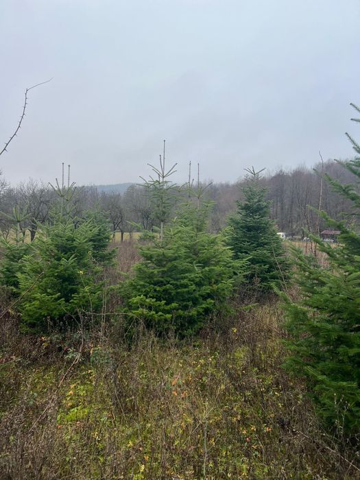 De vânzare Brazi și pomi de craciun