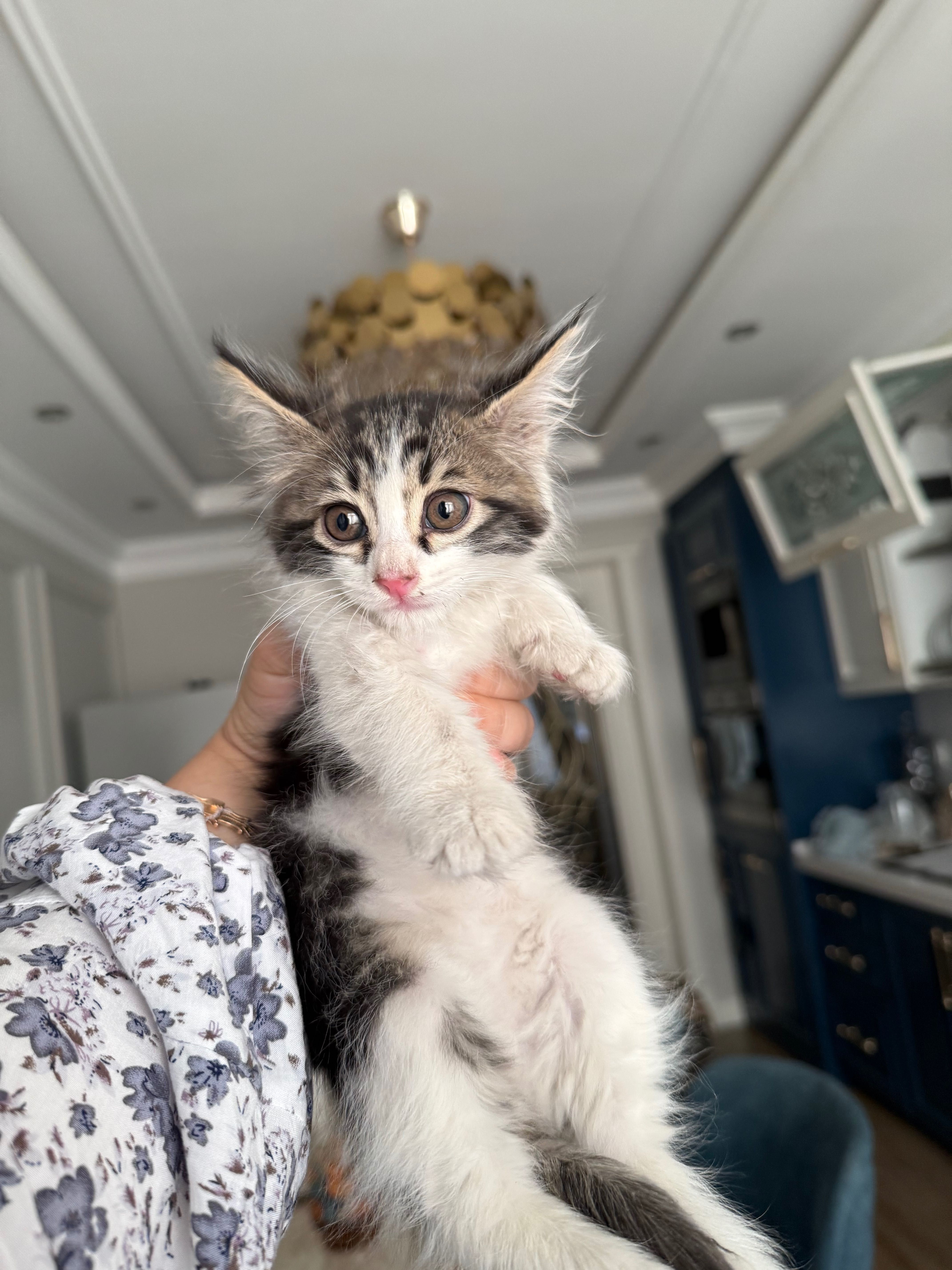 Котята ,Отдам в хорошие и добрые руки