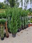 Plante ornamentale și rulou de gazon, Livrare rapida oriunde în Țară