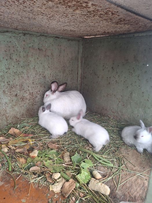 Калиф Срочна оптом сотилади оилавий