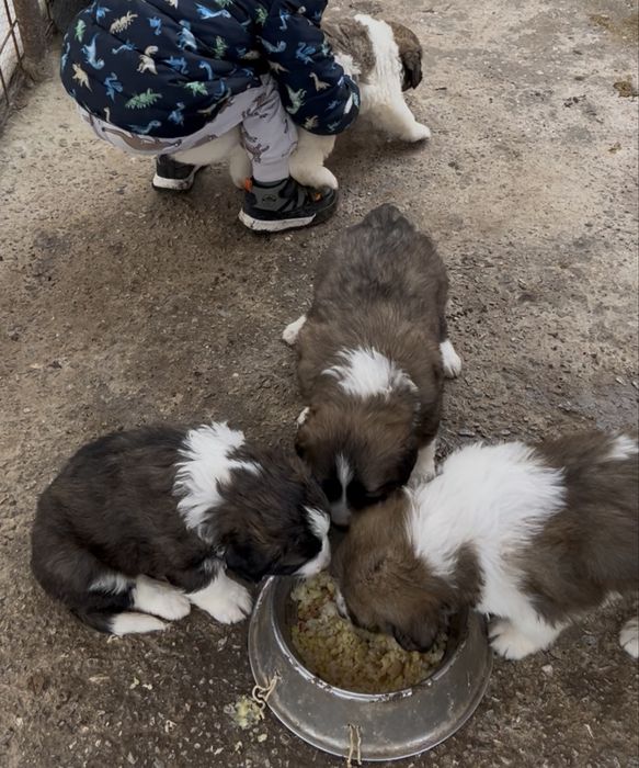 Малки кученца Каракачанки БОК