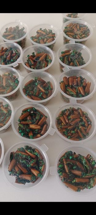 Алтын коныз Майски жук