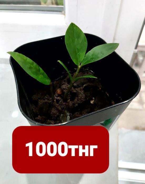 Продам долларовое дерево