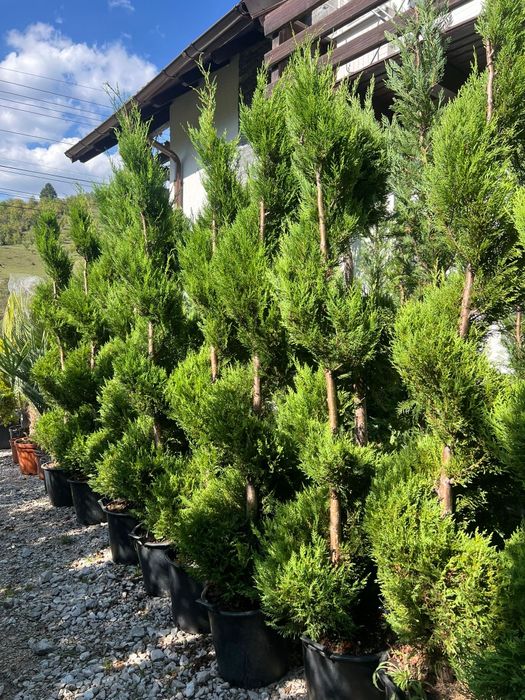 Leilandi chiparosi spirale magnolia