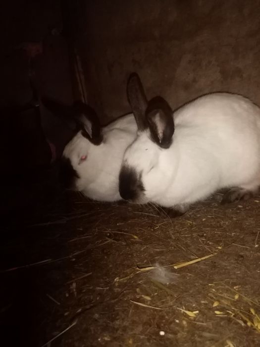 Кролихи молодые 8месяцев