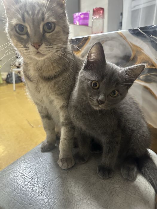 Котенка в добрые руки