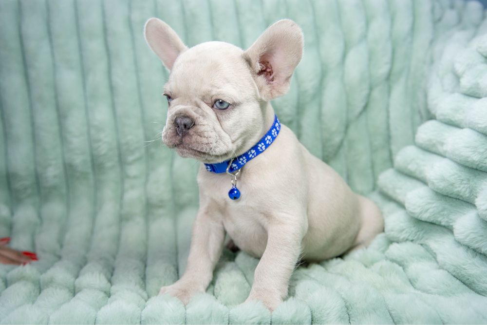 Bulldog francez lilac merle