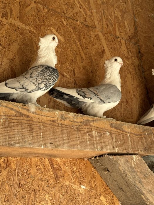 De vinzare porunbei satineti,americani ,gaini brahma