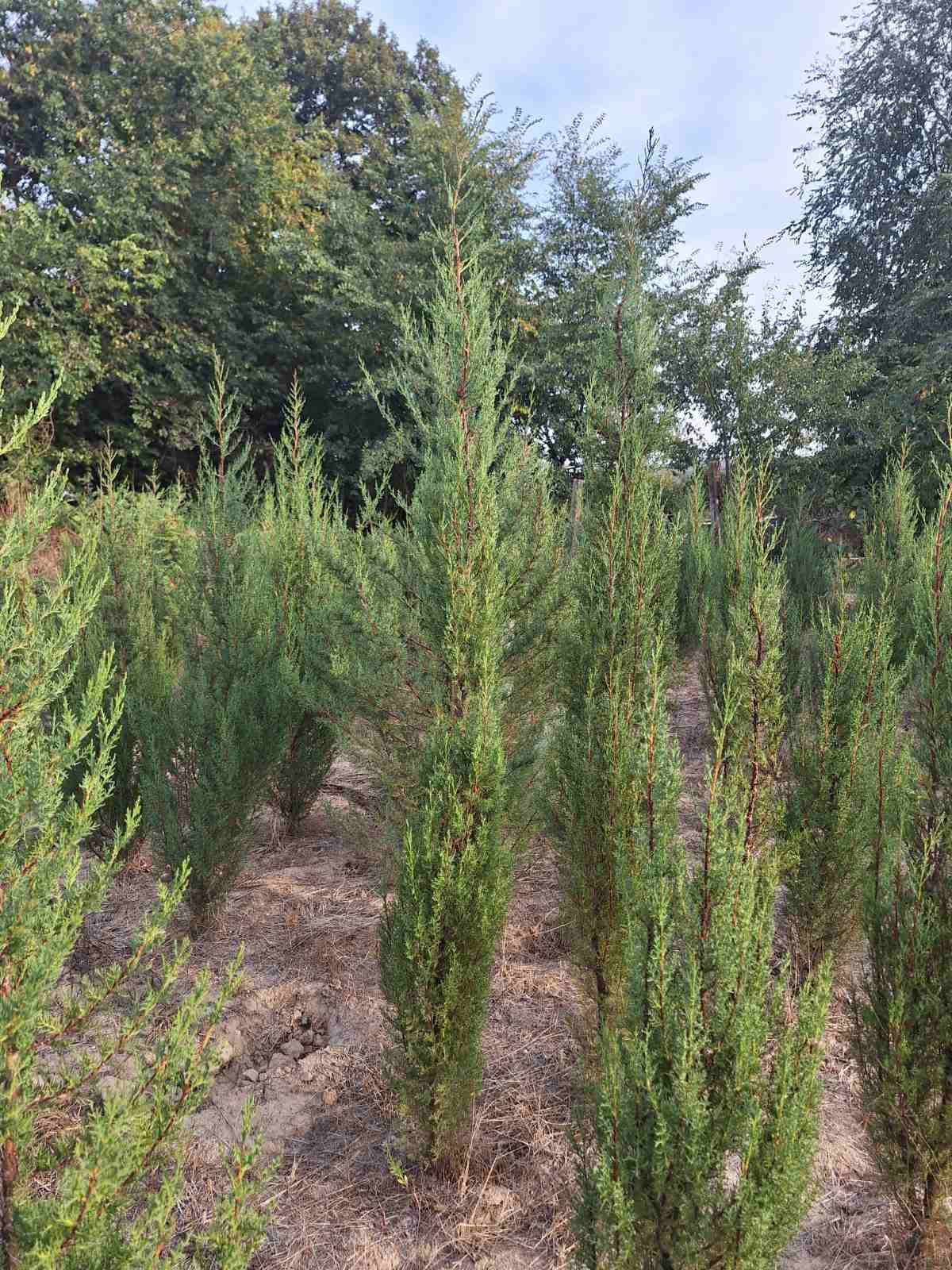 Кипарис / Cupressus sempervirens
