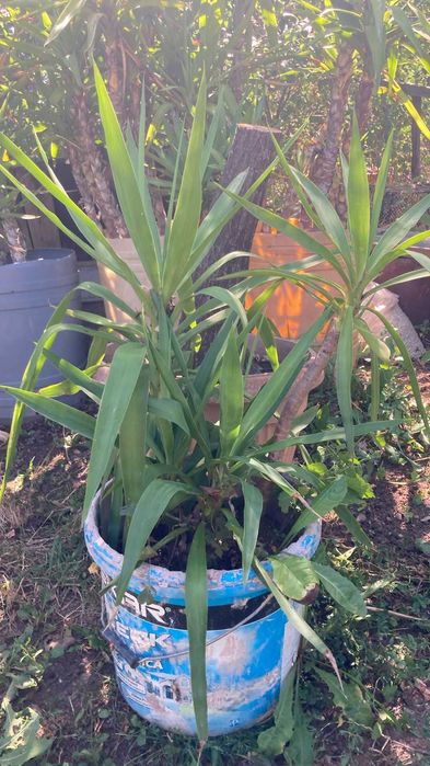 Planta de apartament Yuka, diverse marimi