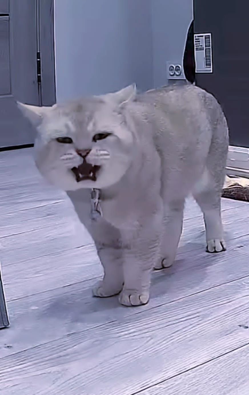 Вязка! Британский кот , для прямоухих и вислоухих