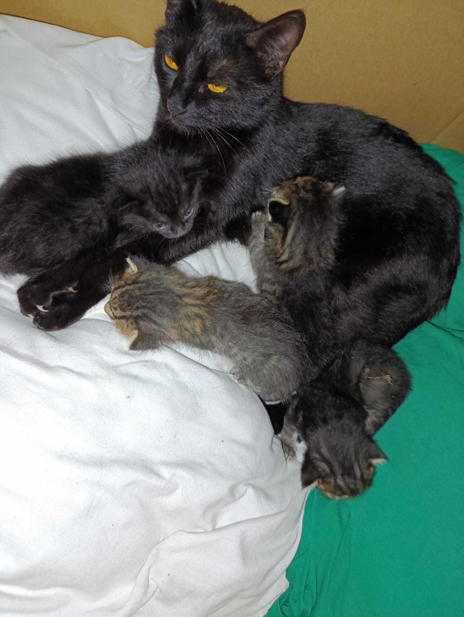 Малки котета с гаранция :)