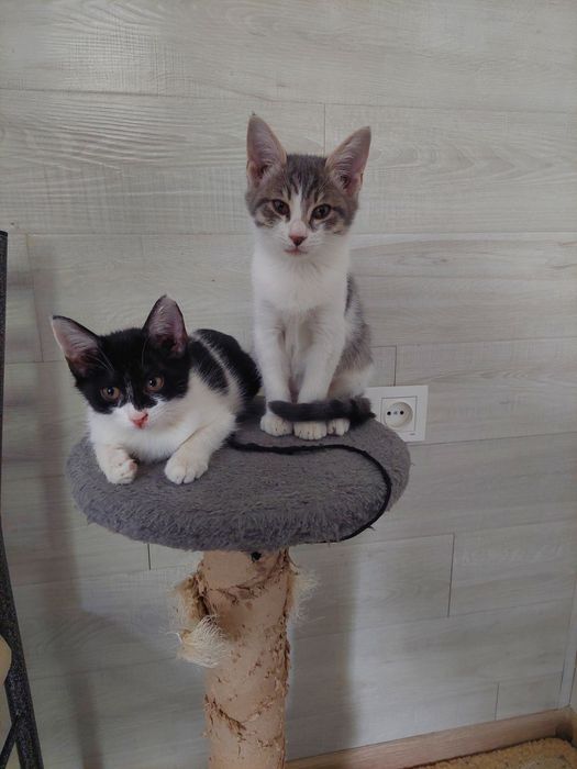 Котенок мальчик 2 месяца Ташкент