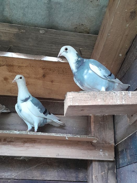 Porumbei voiajori baltati