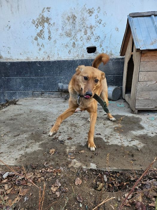 Собака с передержки