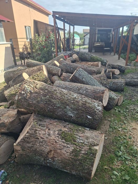 Vand lemne uscate si verzi 0️⃣7️⃣7️⃣3️⃣3️⃣2️⃣3️⃣9️⃣1️⃣7️⃣