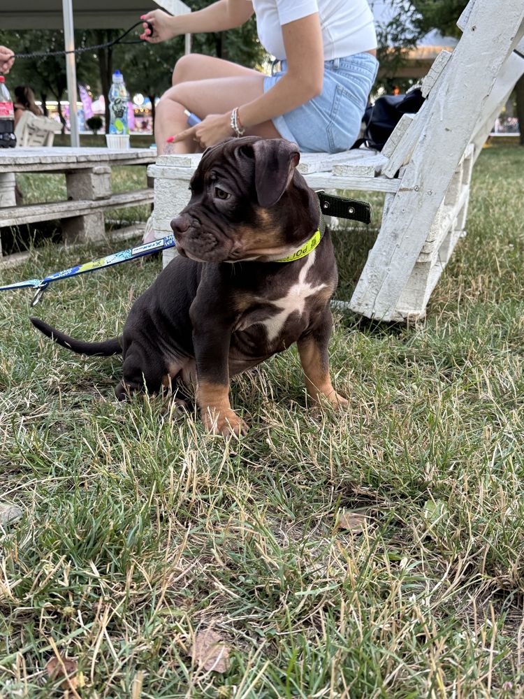 American Bully Poket