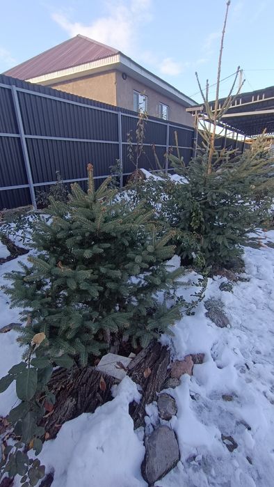 Продам ель ,елку