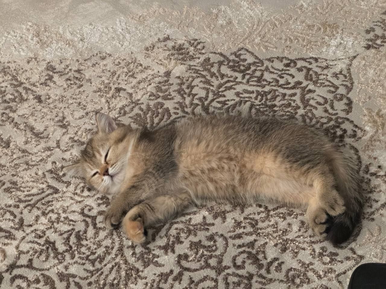 Котенок продается котенок шиншиллы