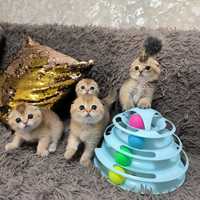 Продаются шикарные котята Скоттиш фолд золотая шиншилла