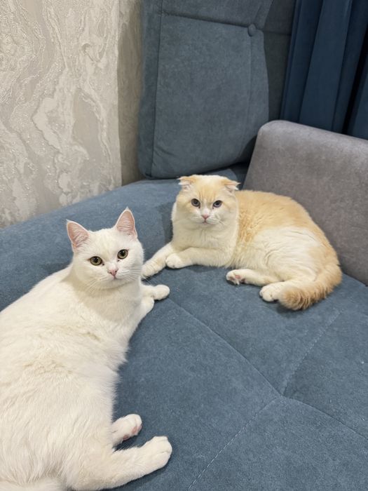 Skotish fold ogl shkotish strayt qz