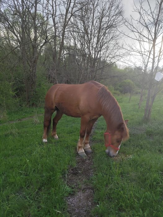 Vând mânză de 3 ani