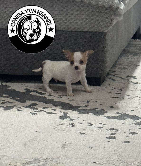 Mascul chihuahua miny