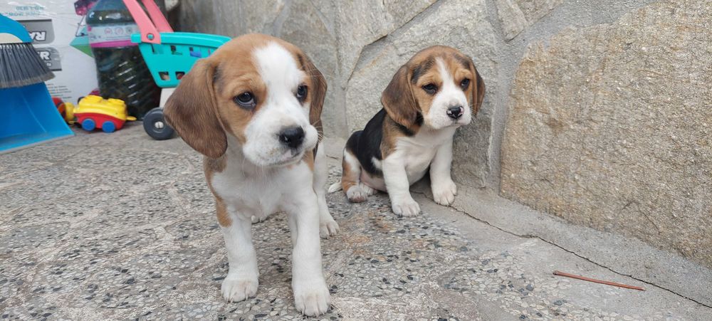 Бигъл малки кучета