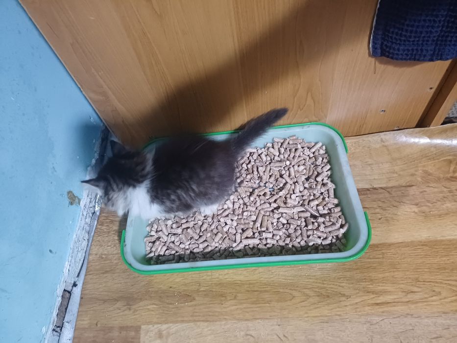 Котята ищут хозяев