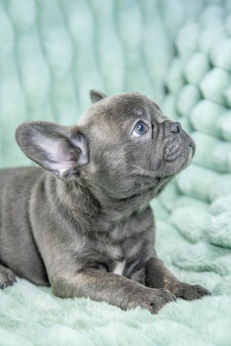 bulldog francez blue