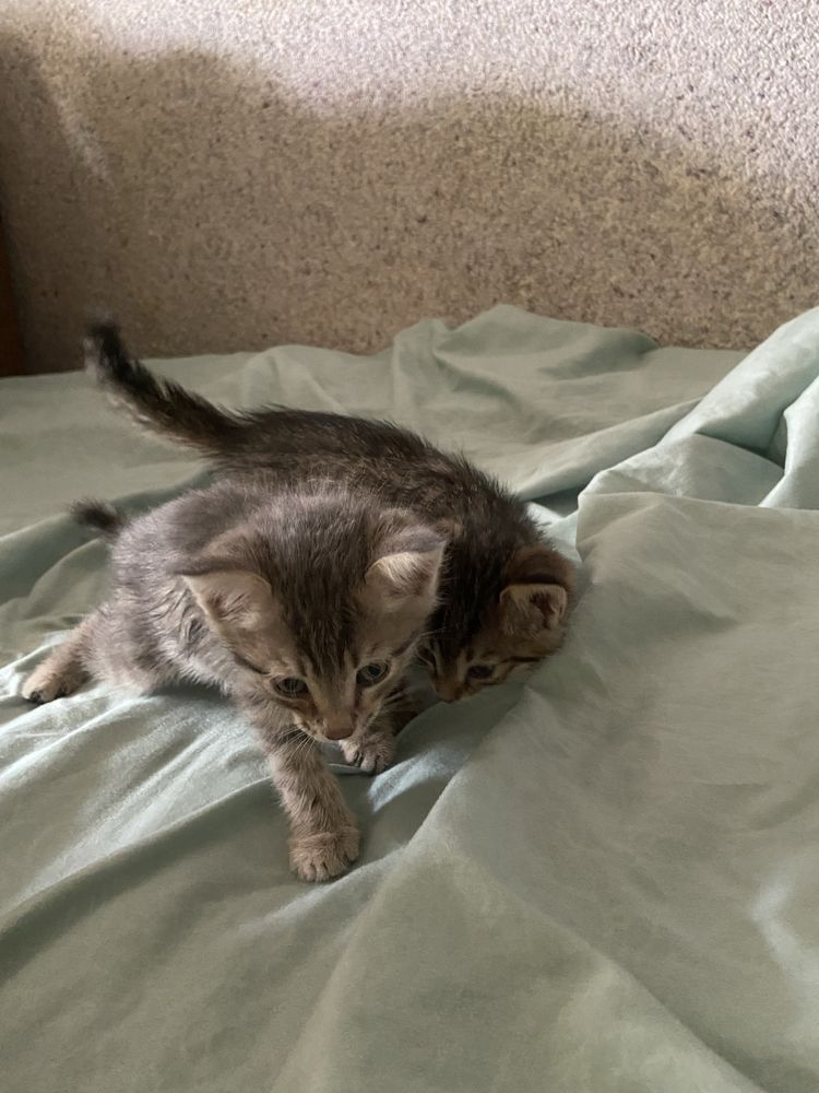 Котята 2 месяца . Бесплатно