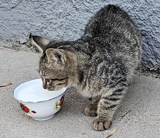 Котята бесплатно
