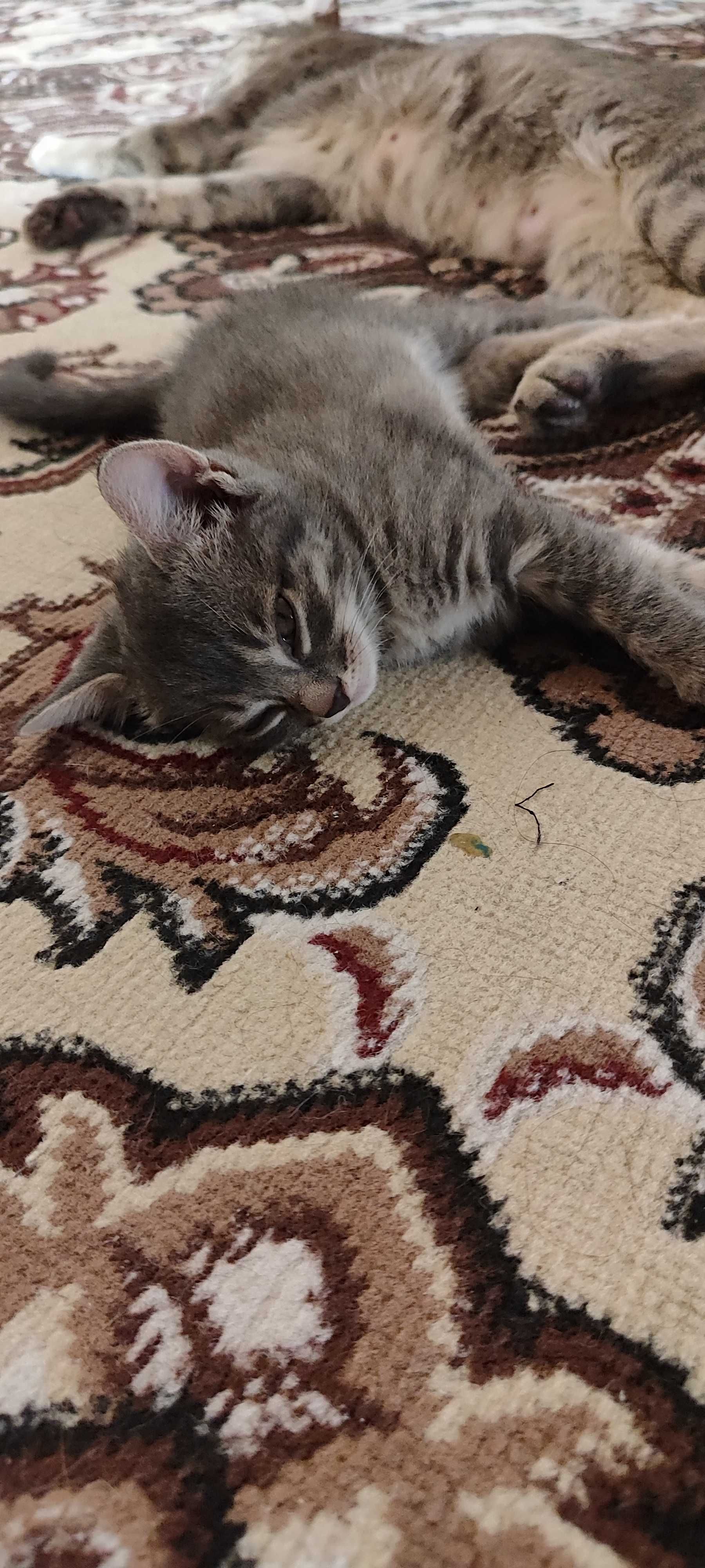 Котенок ласковый , игривый .
