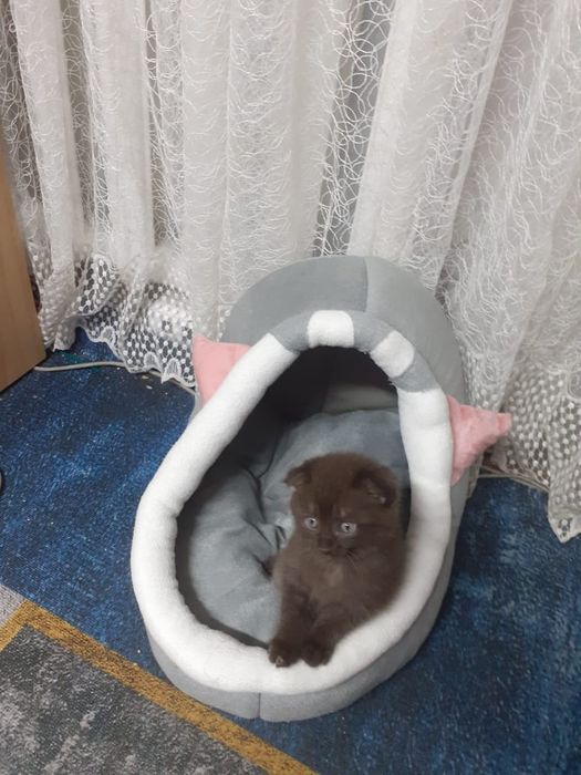 Котята британские