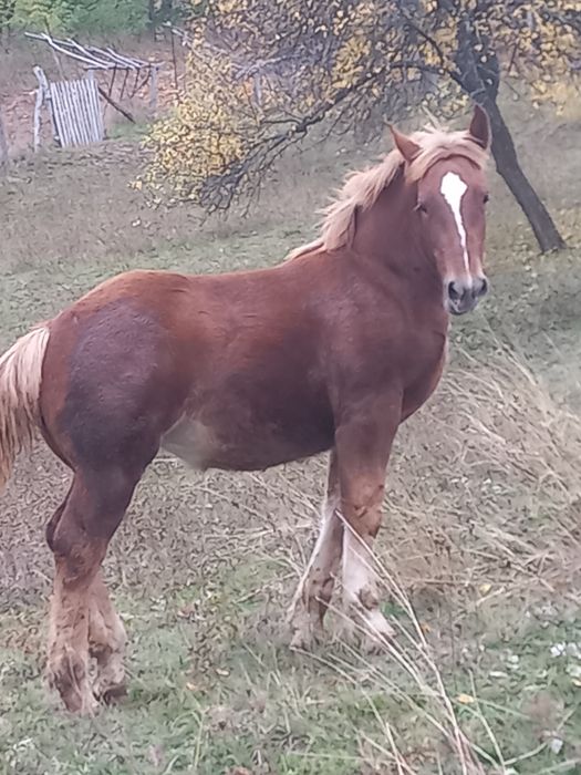 Mânză de vânzare, are 5 luni jumătate!
