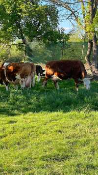 Vând 2 vaci baltate românești cu vitei