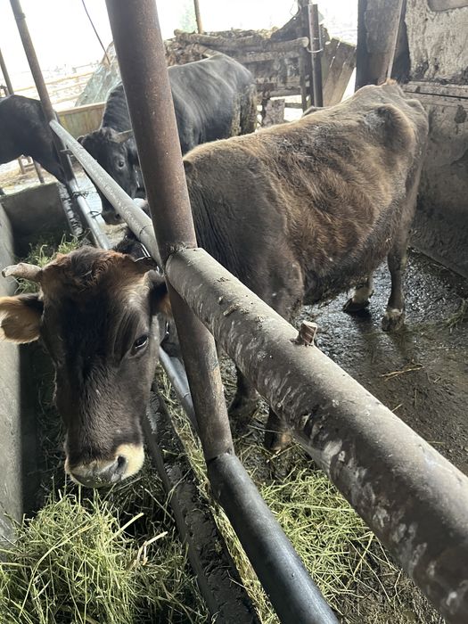 Продается корова