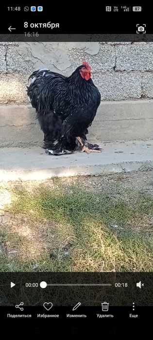 Мырамыр кохинкин