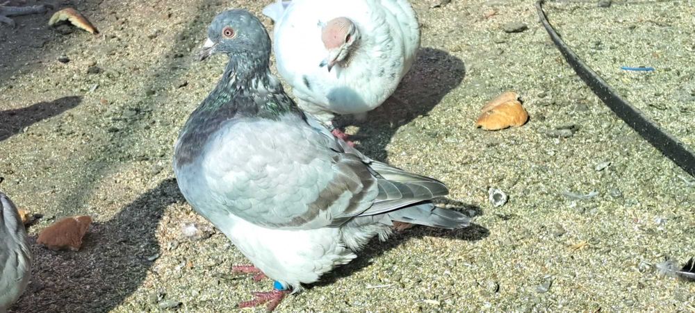 Porumbei texan maturi/pui