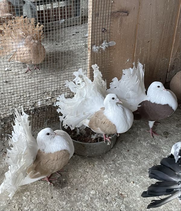 Porumbei voltați de vânzare