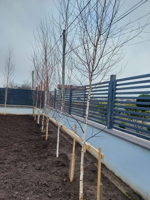 Mesteacan cu coaja albă tuia magnolia parfumată  tei