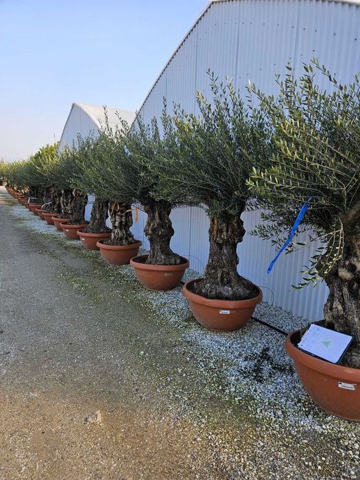 Plante ornamentale spectaculoase pentru spații verzi