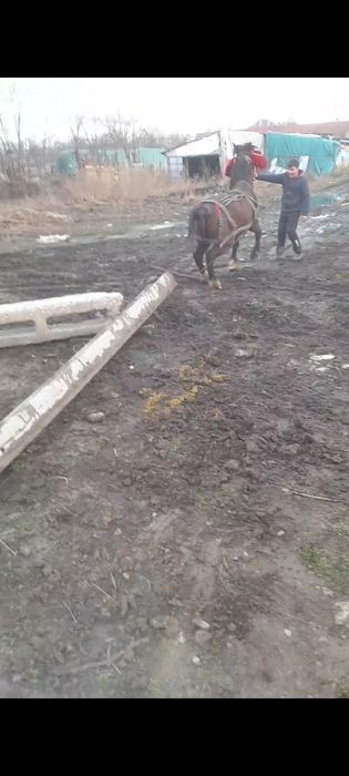 Vand sau schimb cu vaca