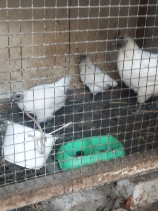 Ухейлюй ( Uheyli) бир оила сотилади.