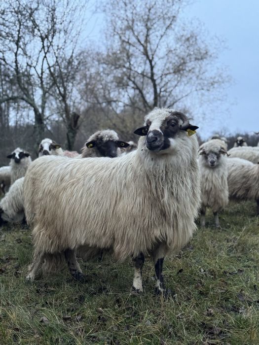 Vand berbeci  10 bucati oachesi si bucalai