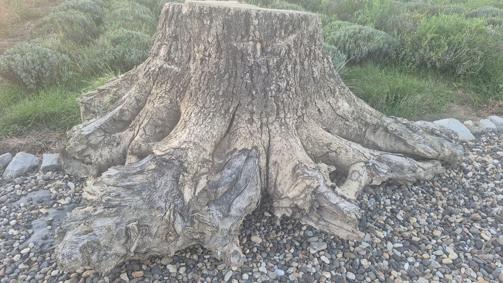 Ciot lemn dud,diametrul aprox 90 cm