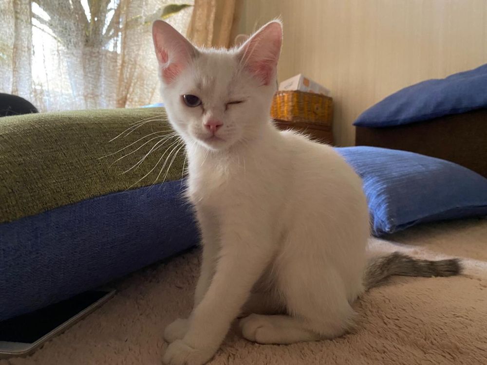 Котенок в добрые ручки