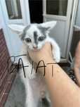 Puiuti de adoptat